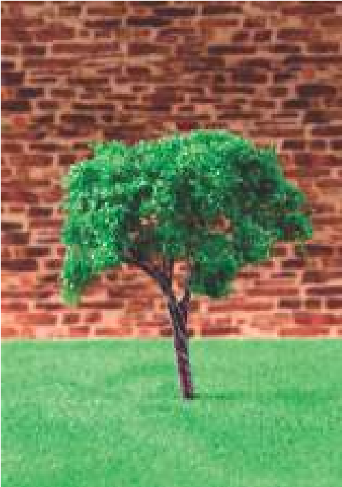 کومه نارون سبز کد tr021